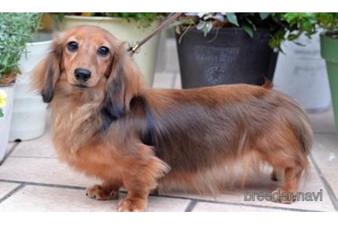 販売中のミニチュアダックスフンド(ロングヘアード)の親犬